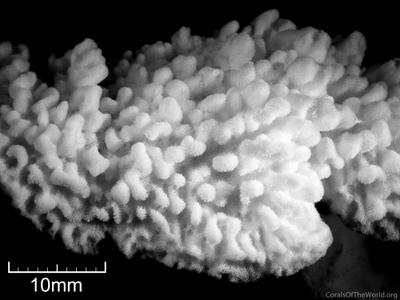 CotW preview: Montipora lobulata