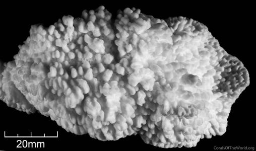 CotW: Montipora lobulata
