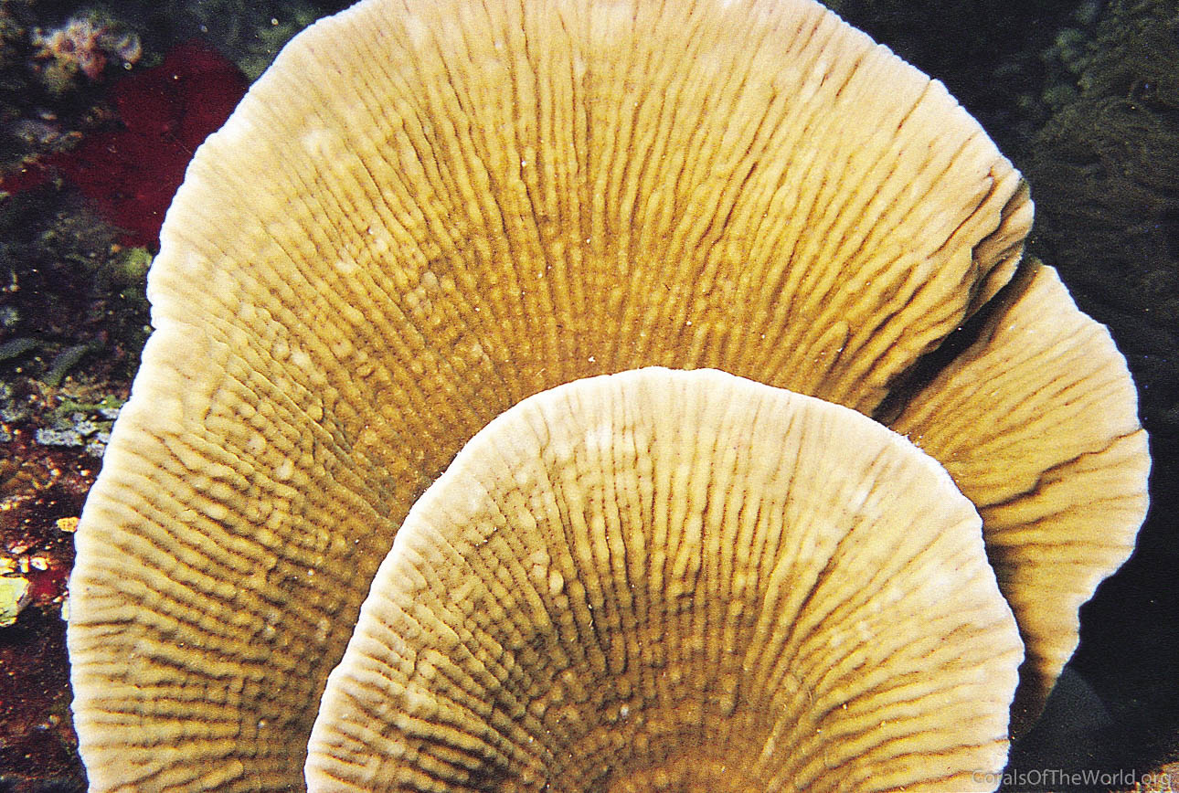 Montipora mactanensis