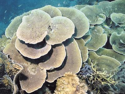 CotW preview: Montipora mactanensis