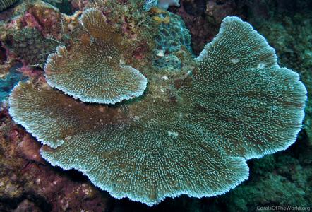 CotW: Montipora mactanensis