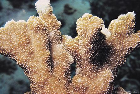 CotW preview: Montipora malampaya