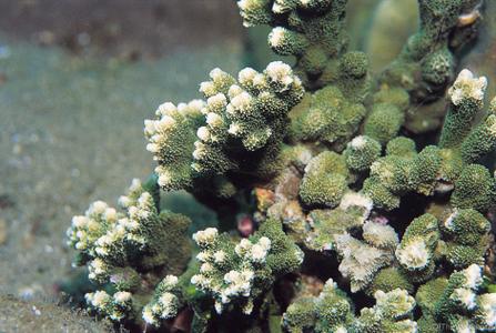 CotW preview: Montipora malampaya