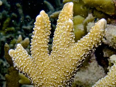 CotW: Montipora malampaya