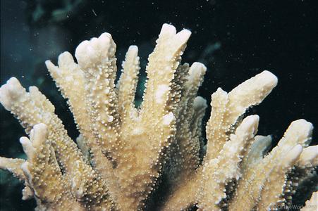 CotW: Montipora malampaya