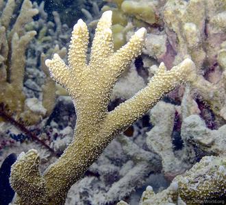 CotW: Montipora malampaya