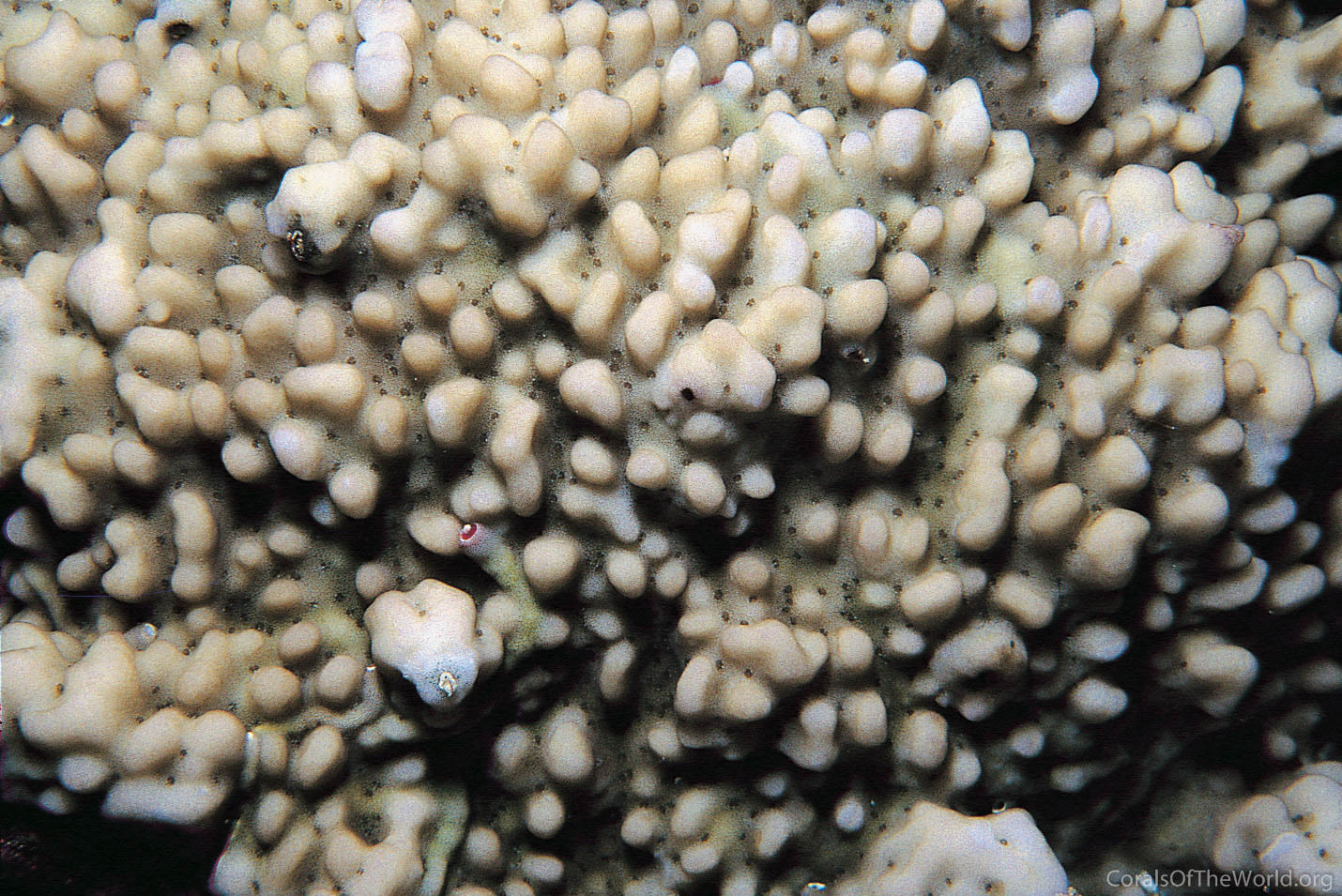 Montipora meandrina