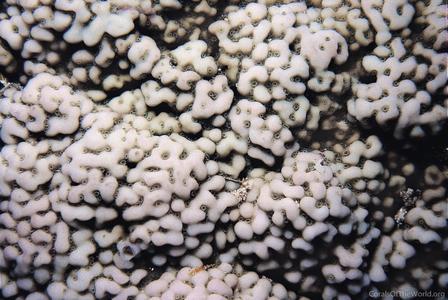 CotW: Montipora meandrina