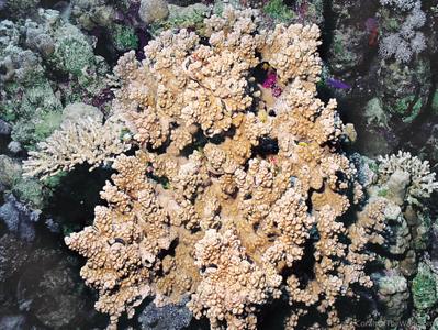 CotW: Montipora meandrina