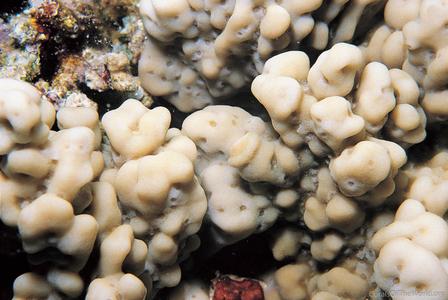 CotW: Montipora meandrina