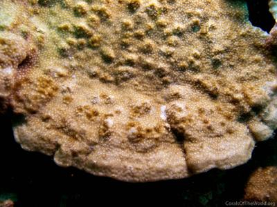 CotW preview: Montipora millepora