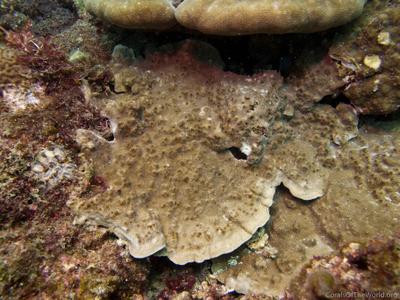 CotW: Montipora millepora