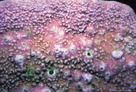 CotW: Montipora millepora