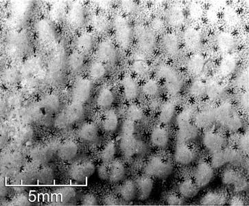 CotW: Montipora millepora