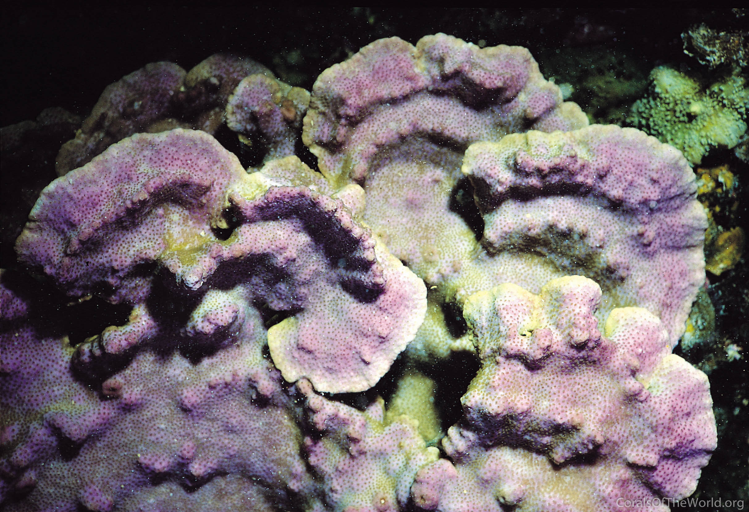 Montipora mollis