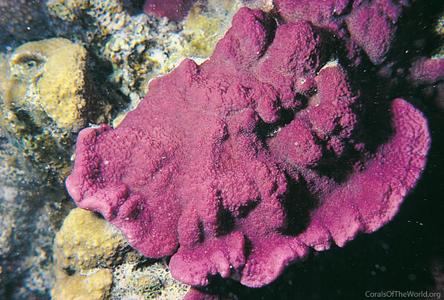 CotW: Montipora mollis