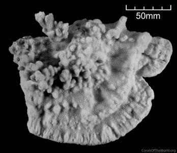CotW: Montipora mollis
