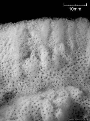 CotW: Montipora mollis