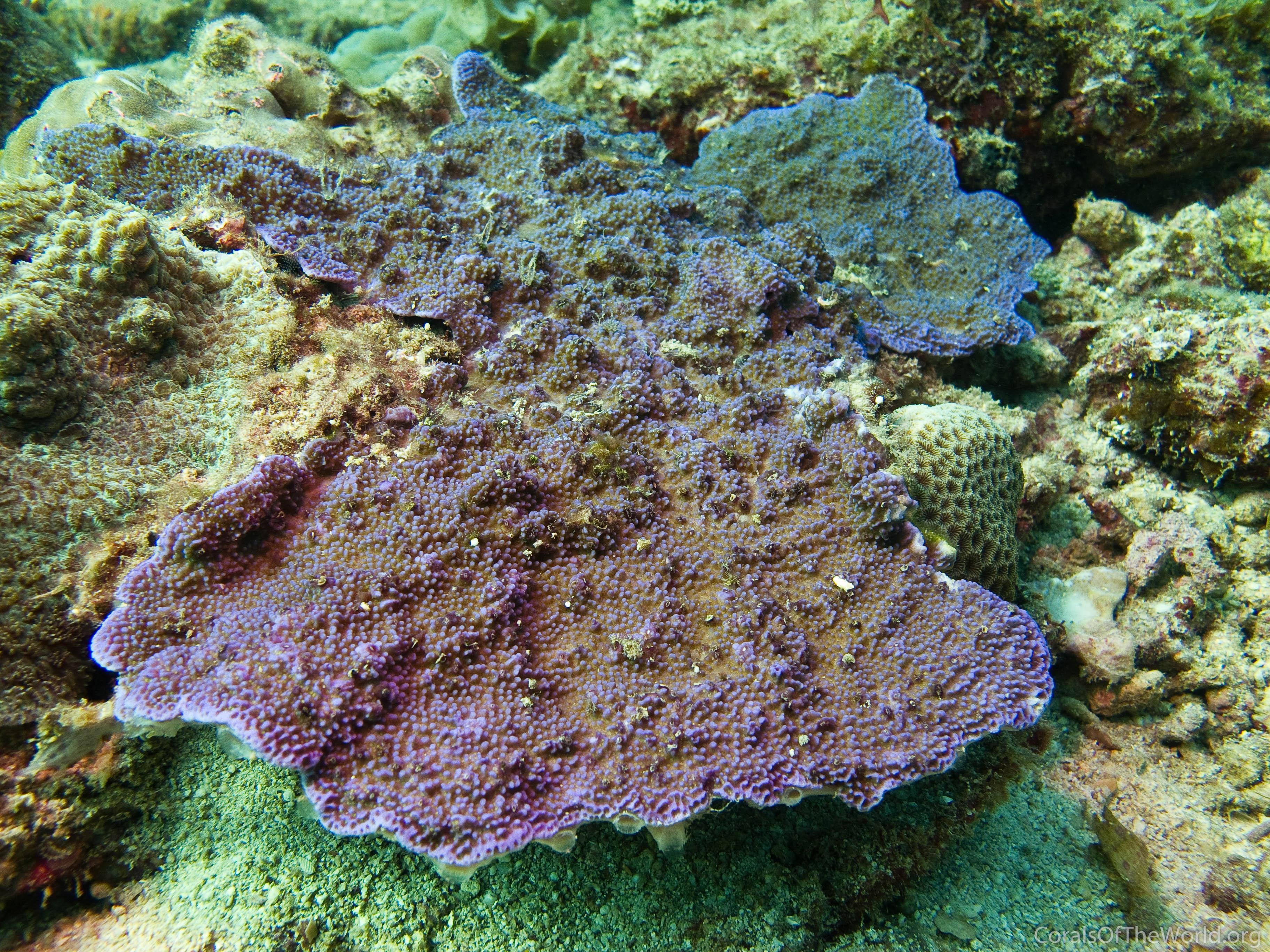 Montipora monasteriata