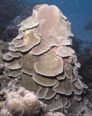 CotW: Montipora monasteriata