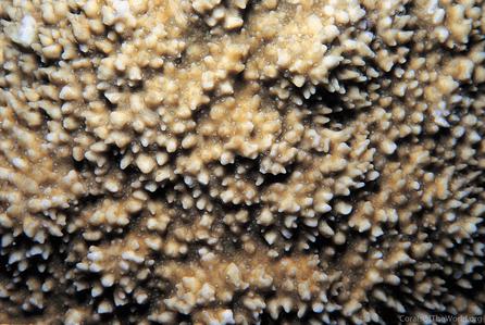 CotW: Montipora monasteriata