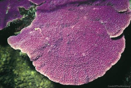 CotW: Montipora monasteriata