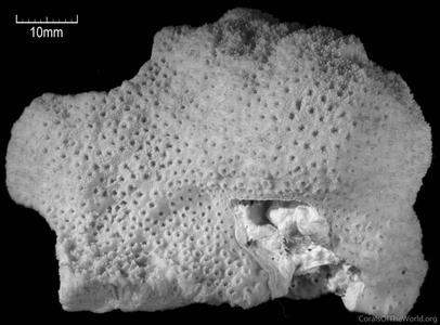 Montipora myriophthalma