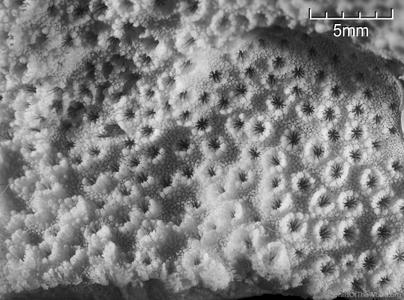 CotW preview: Montipora myriophthalma