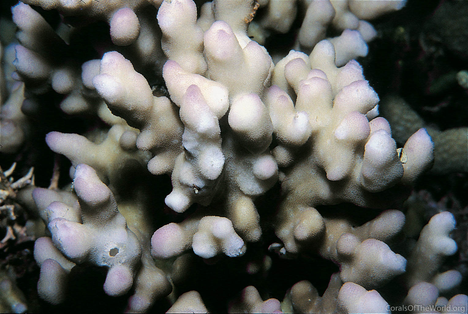 Montipora niugini