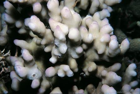 CotW: Montipora niugini