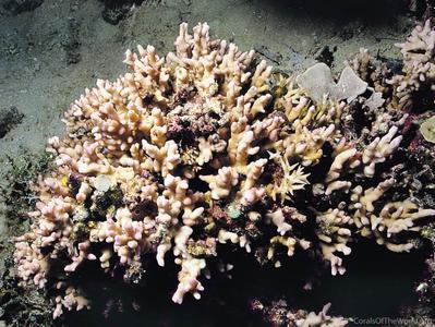 CotW: Montipora niugini