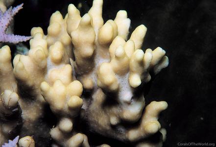 CotW: Montipora niugini