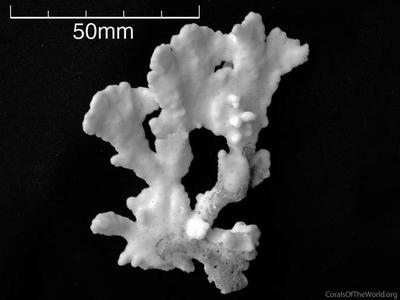 CotW: Montipora niugini