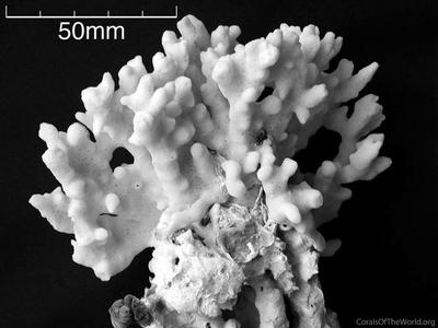 CotW: Montipora niugini