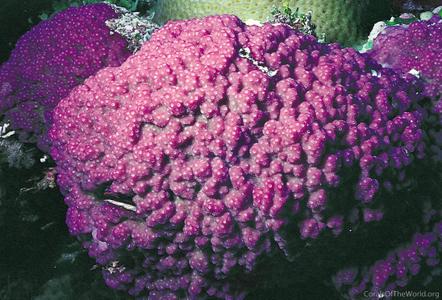 CotW preview: Montipora nodosa