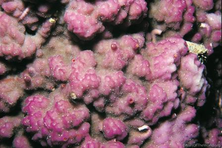 CotW: Montipora nodosa