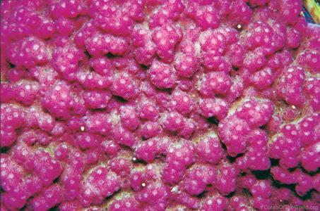 CotW: Montipora nodosa
