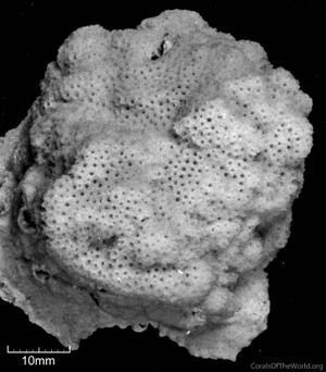 CotW: Montipora nodosa
