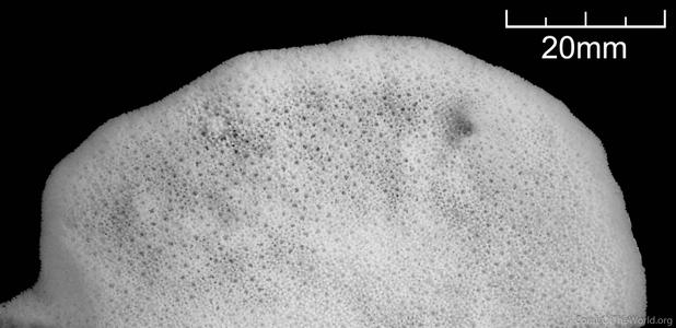 CotW: Montipora orientalis