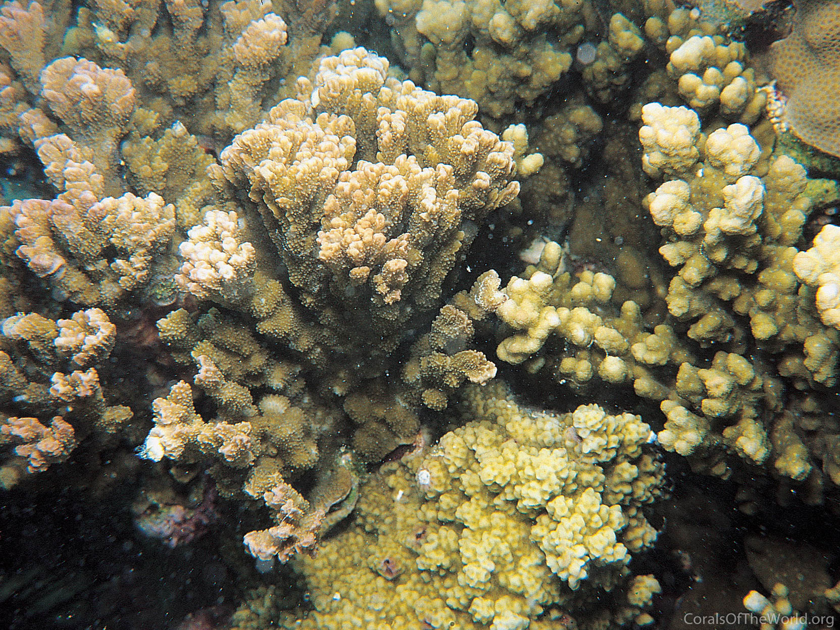 Montipora pachytuberculata
