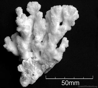 CotW preview: Montipora pachytuberculata