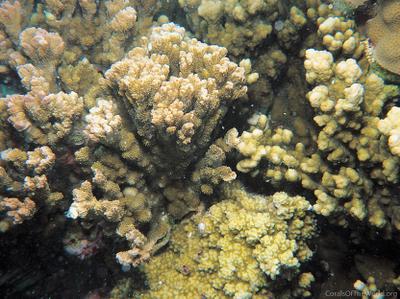CotW: Montipora pachytuberculata