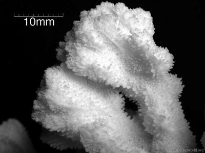 CotW: Montipora pachytuberculata