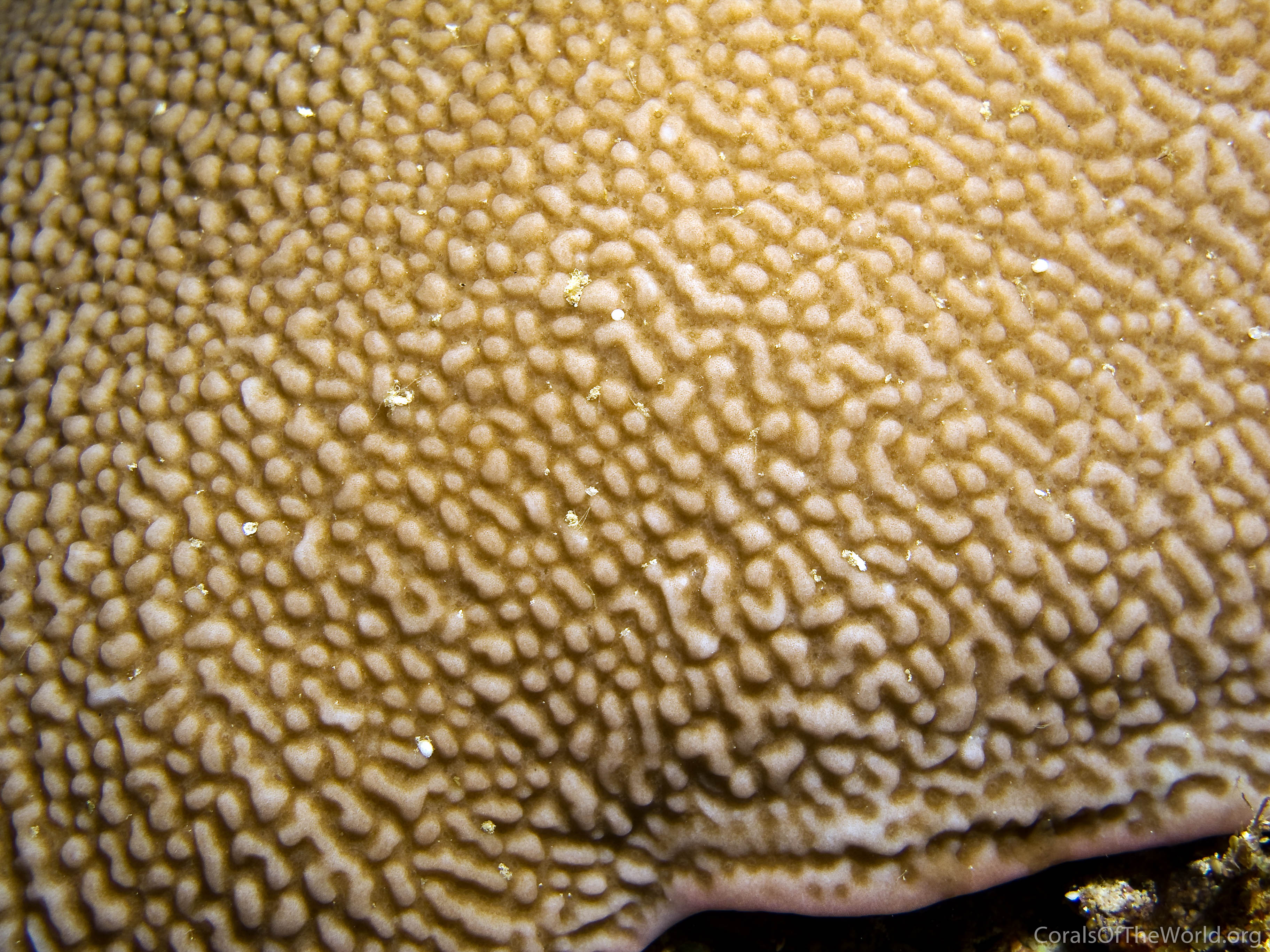 Montipora palawanensis