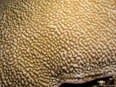 CotW preview: Montipora palawanensis