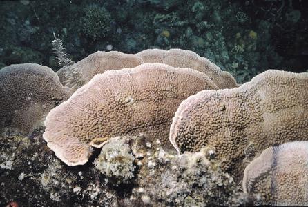 CotW preview: Montipora palawanensis