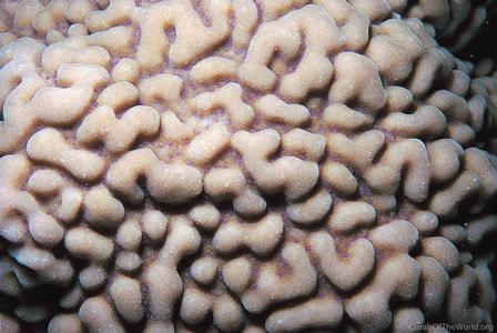 CotW: Montipora palawanensis