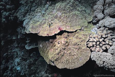 CotW: Montipora palawanensis