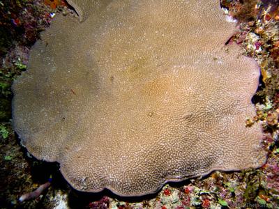 CotW: Montipora palawanensis