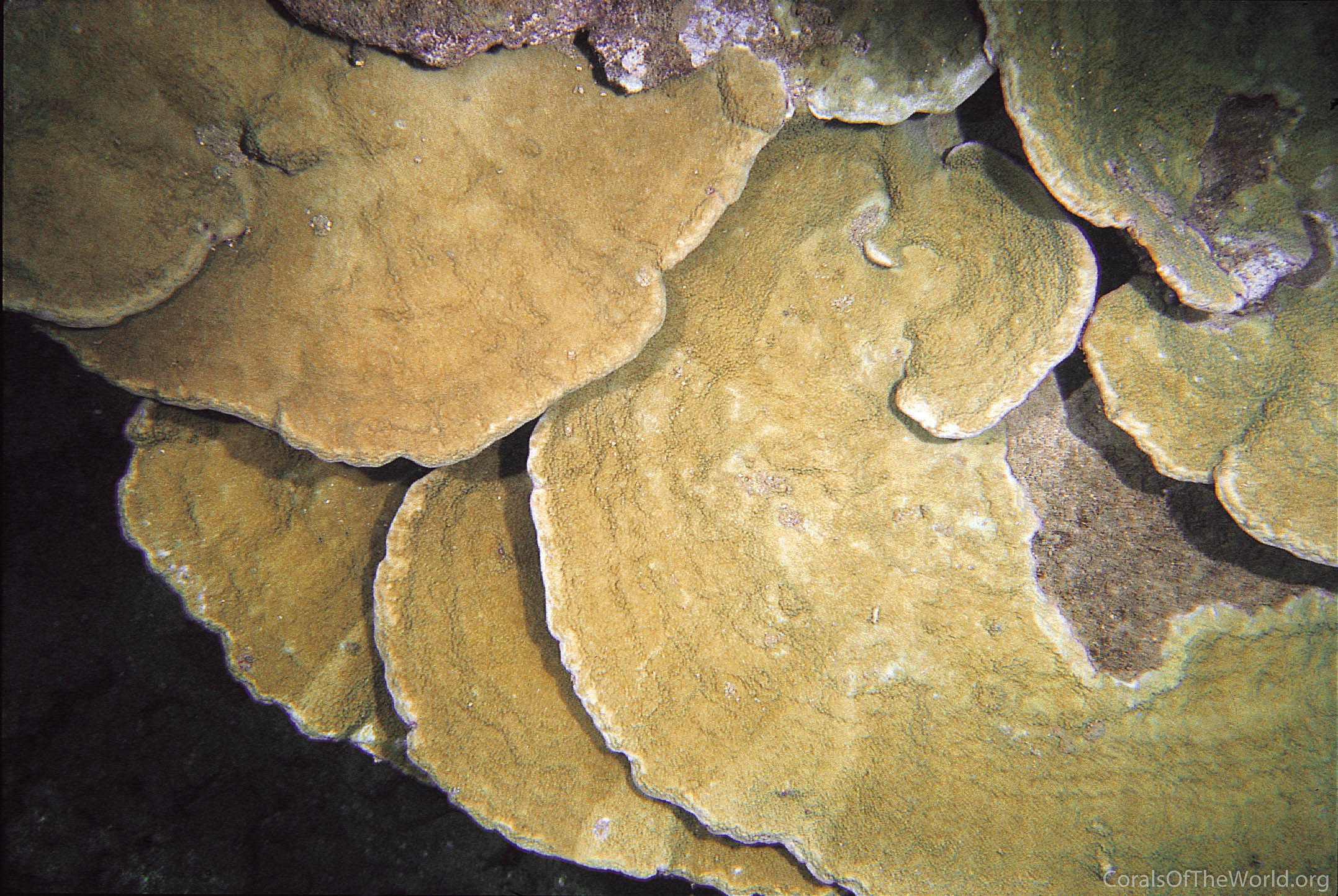 Montipora patula